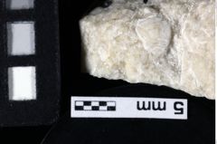 Foto (Detailansicht) von Pithonoton marginatum (von Meyer, 1842) (NHMW-GEO-1990-0041-0153)